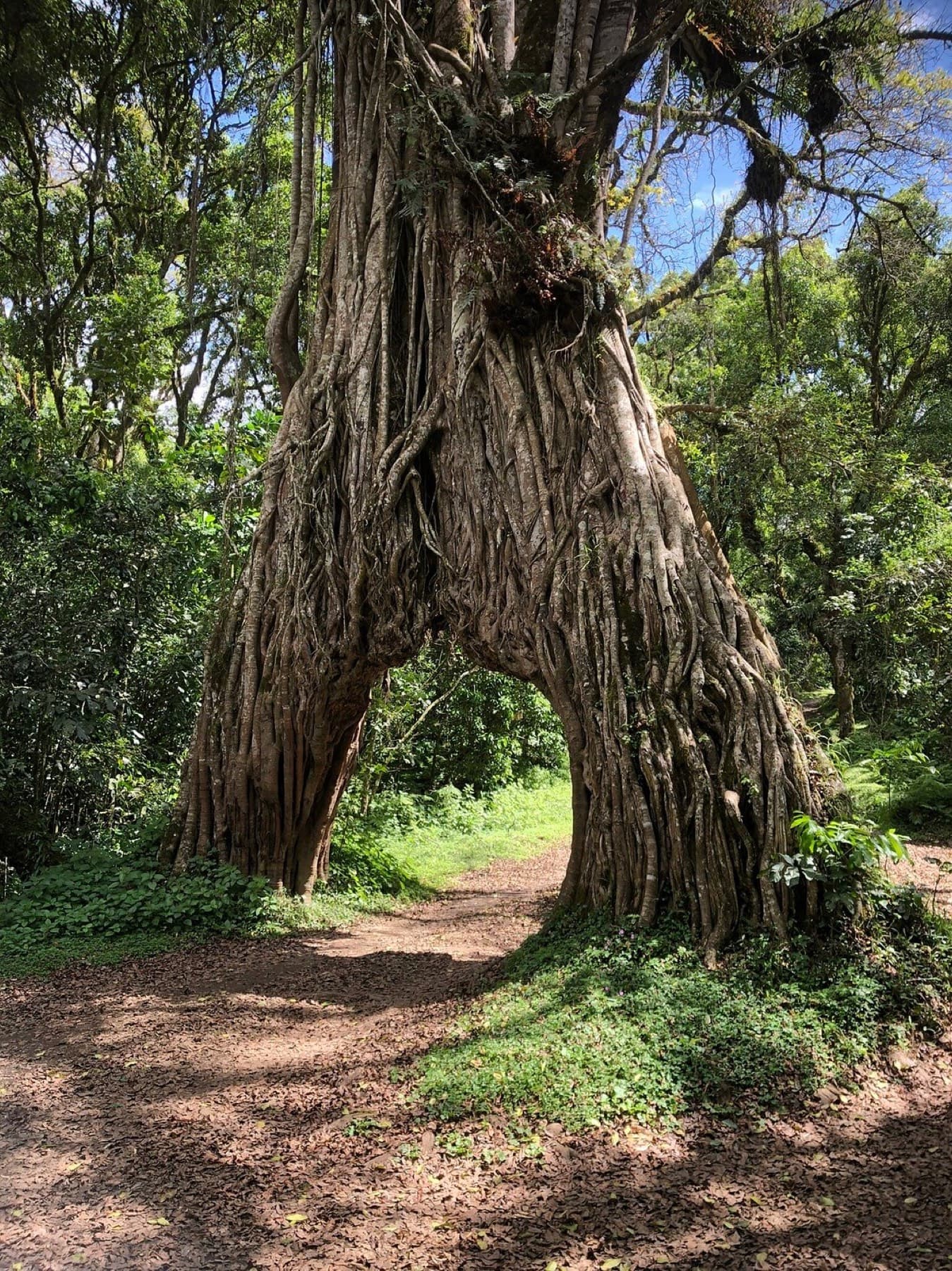 Giant fig tree arch on the Momella Trail, Arusha National Park