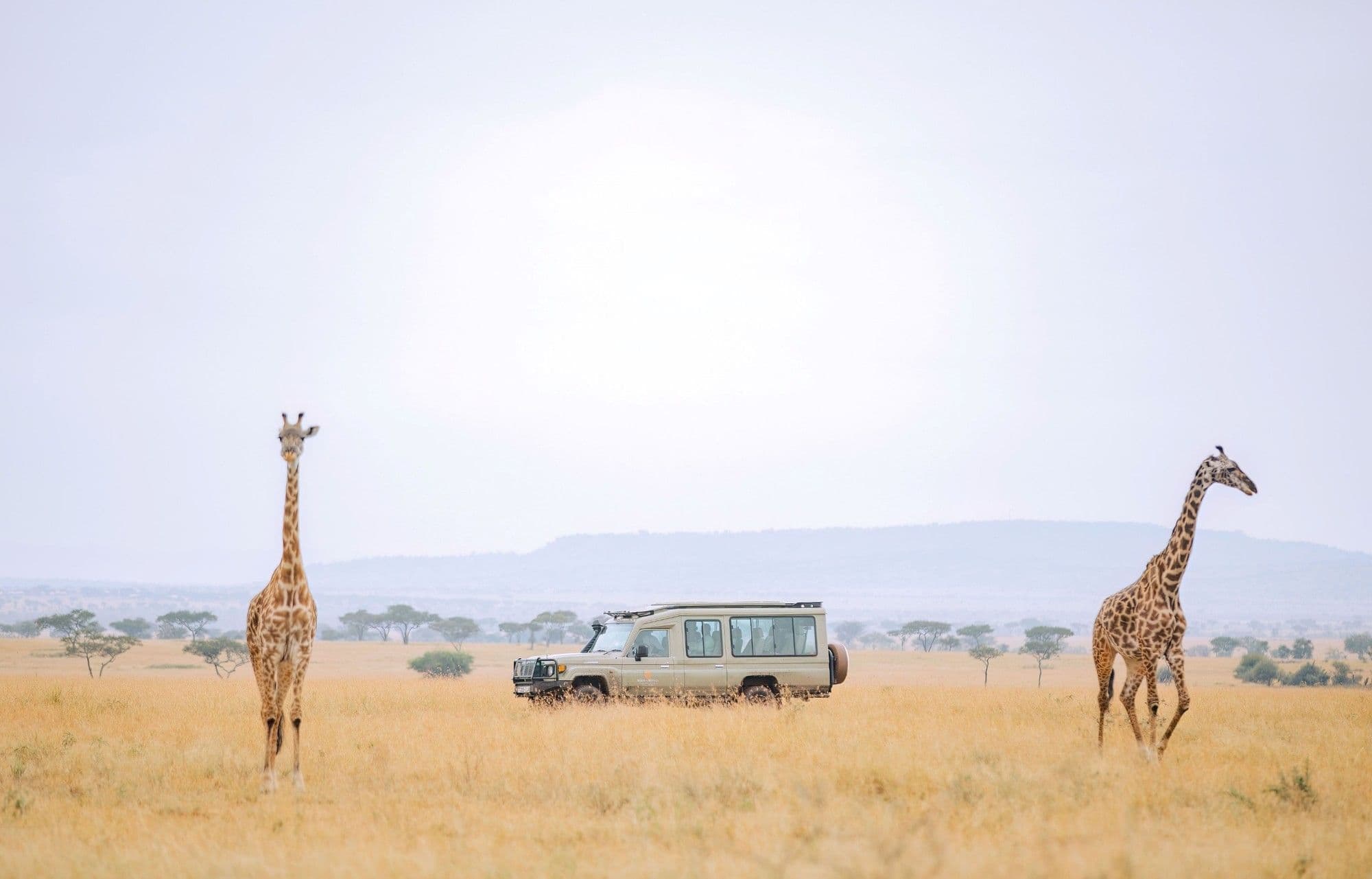 Safari vehicle on a game drive