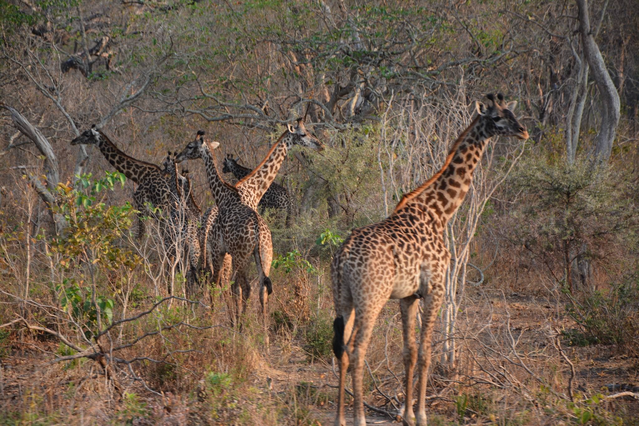 Giraffes in Katavi National Park