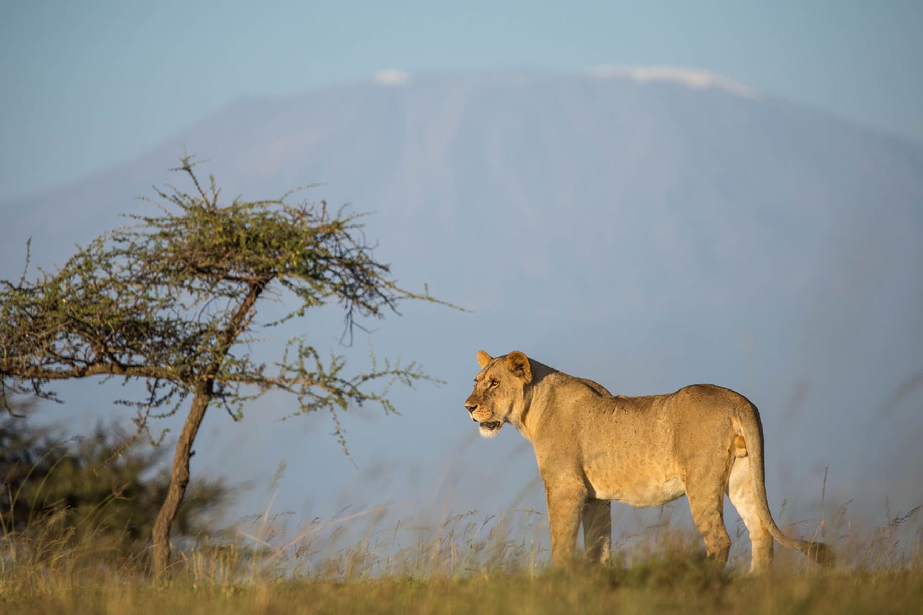 Amboseli, Kenya