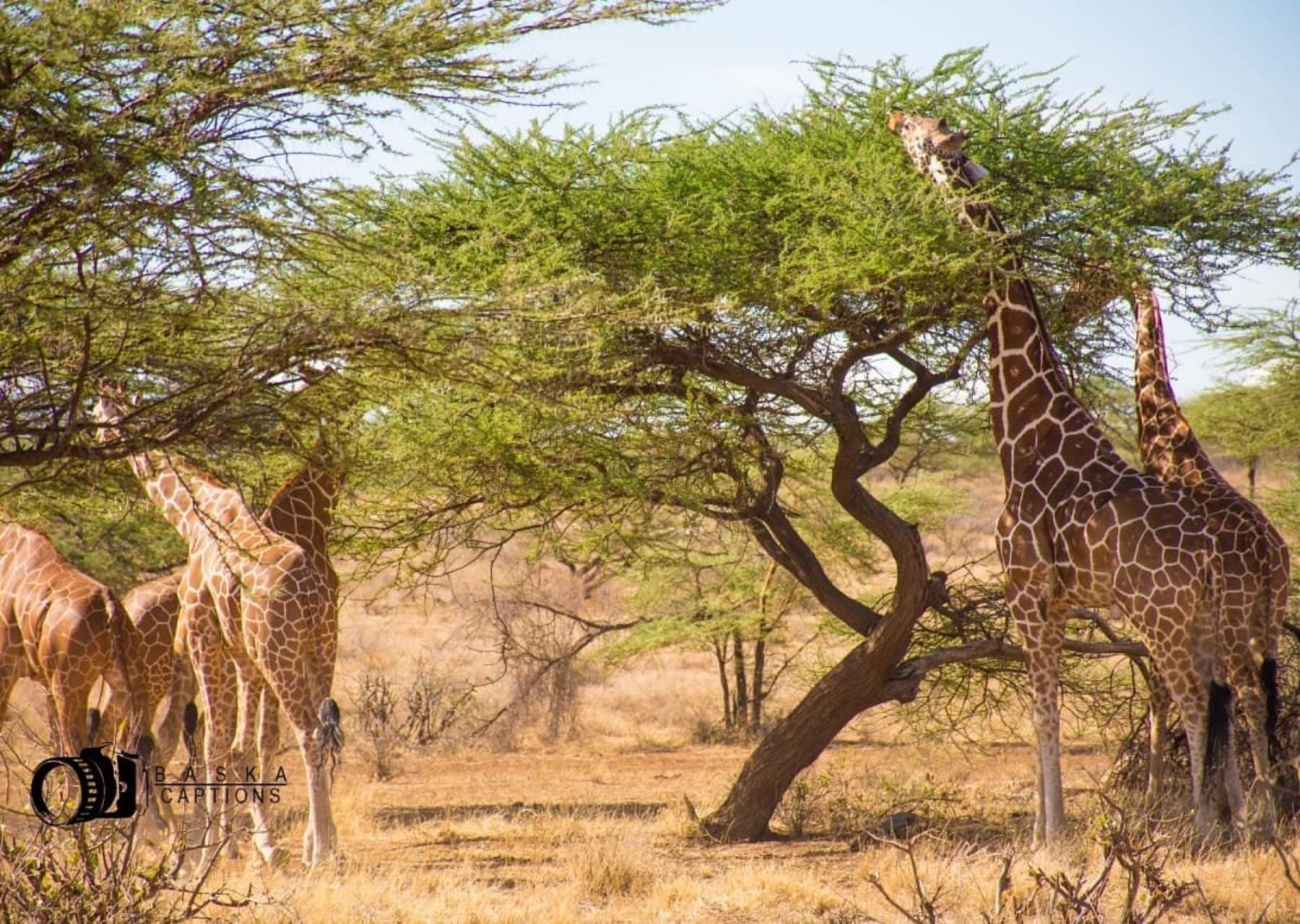 Samburu, Kenya