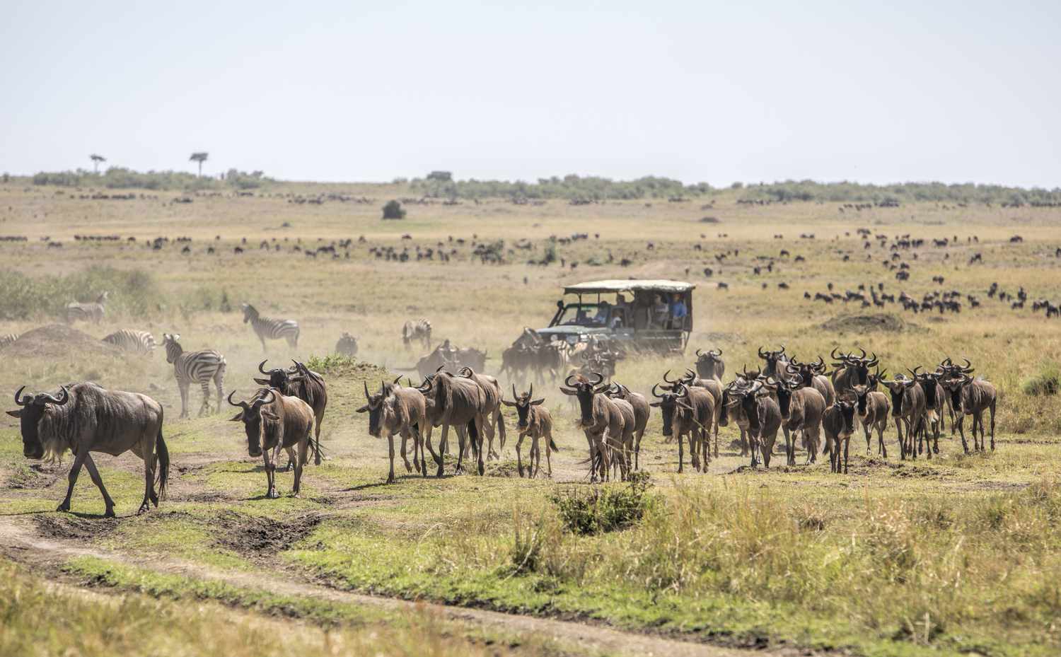 Masai Mara grassland, Kenya