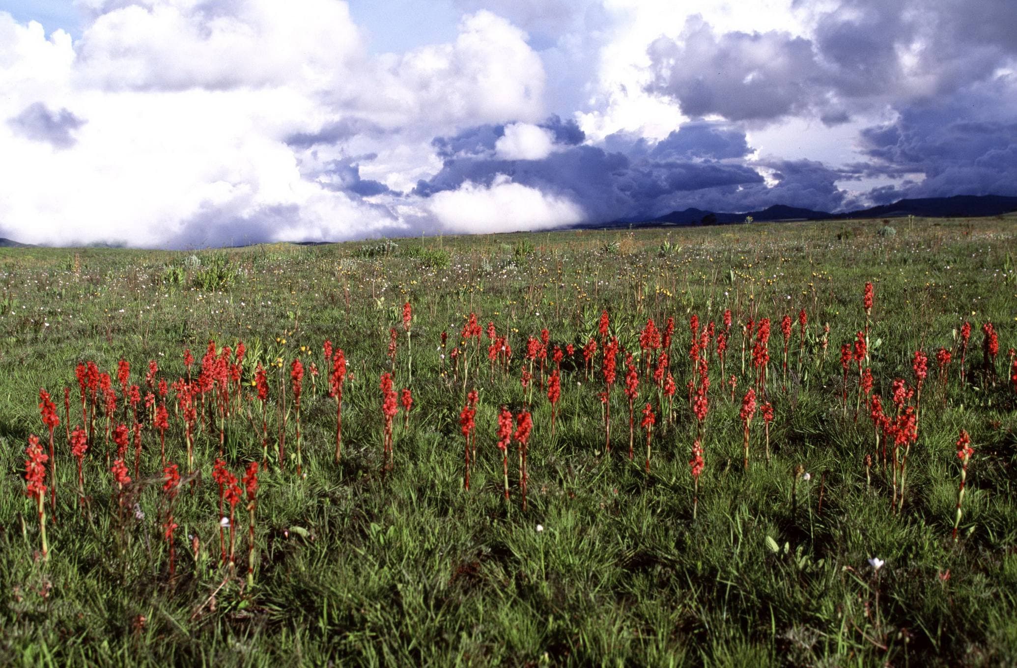Wildflowers in Kitulo National Park