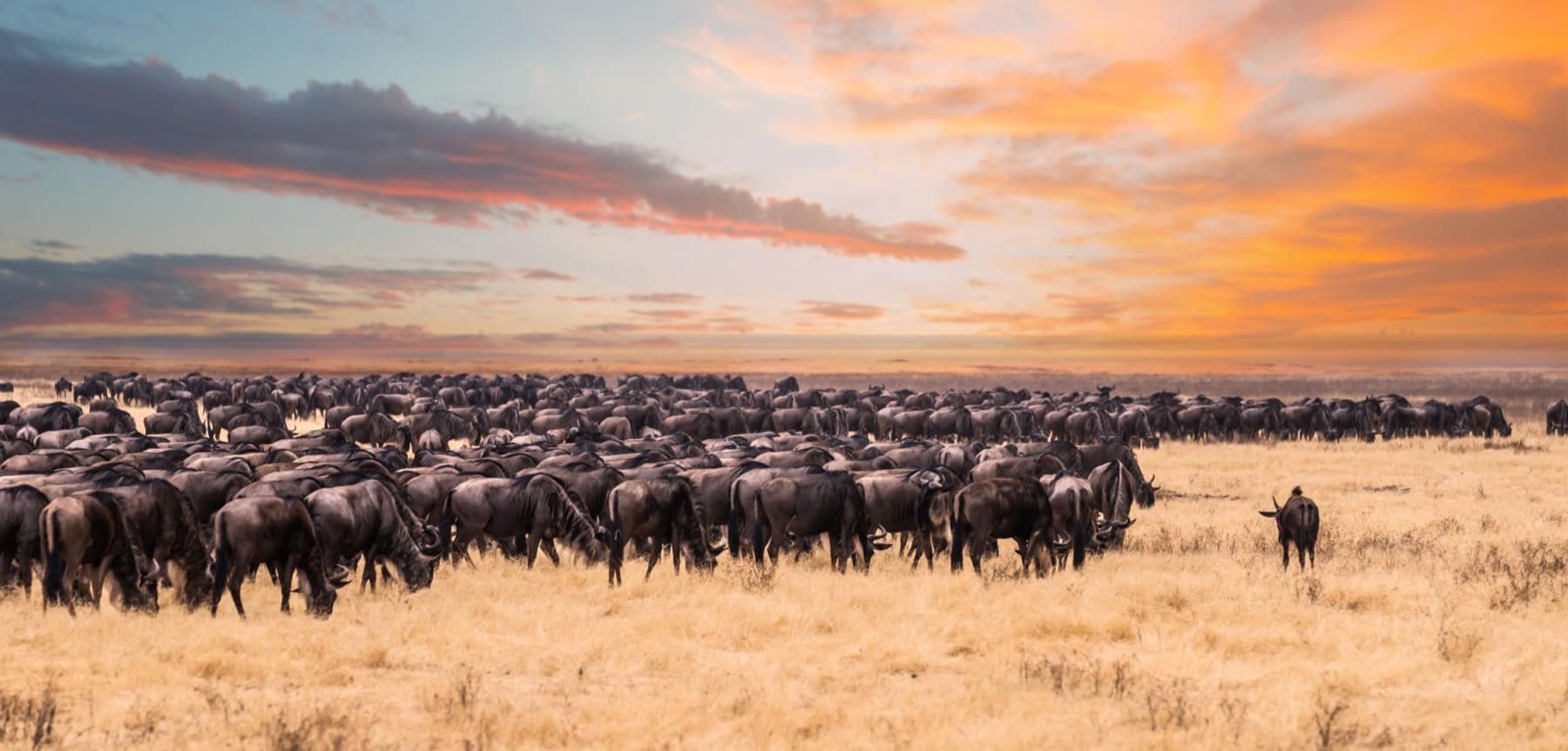 Wildebeest of the Great Migration