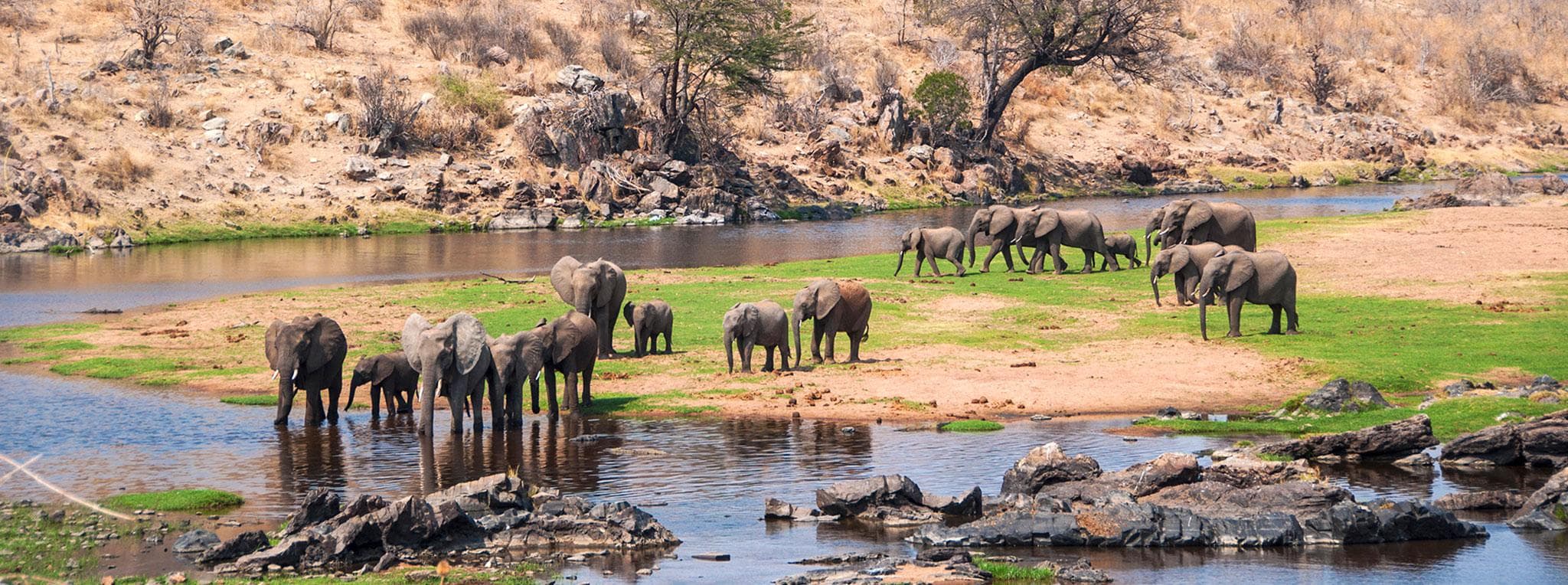 Elephant herd in Ruaha