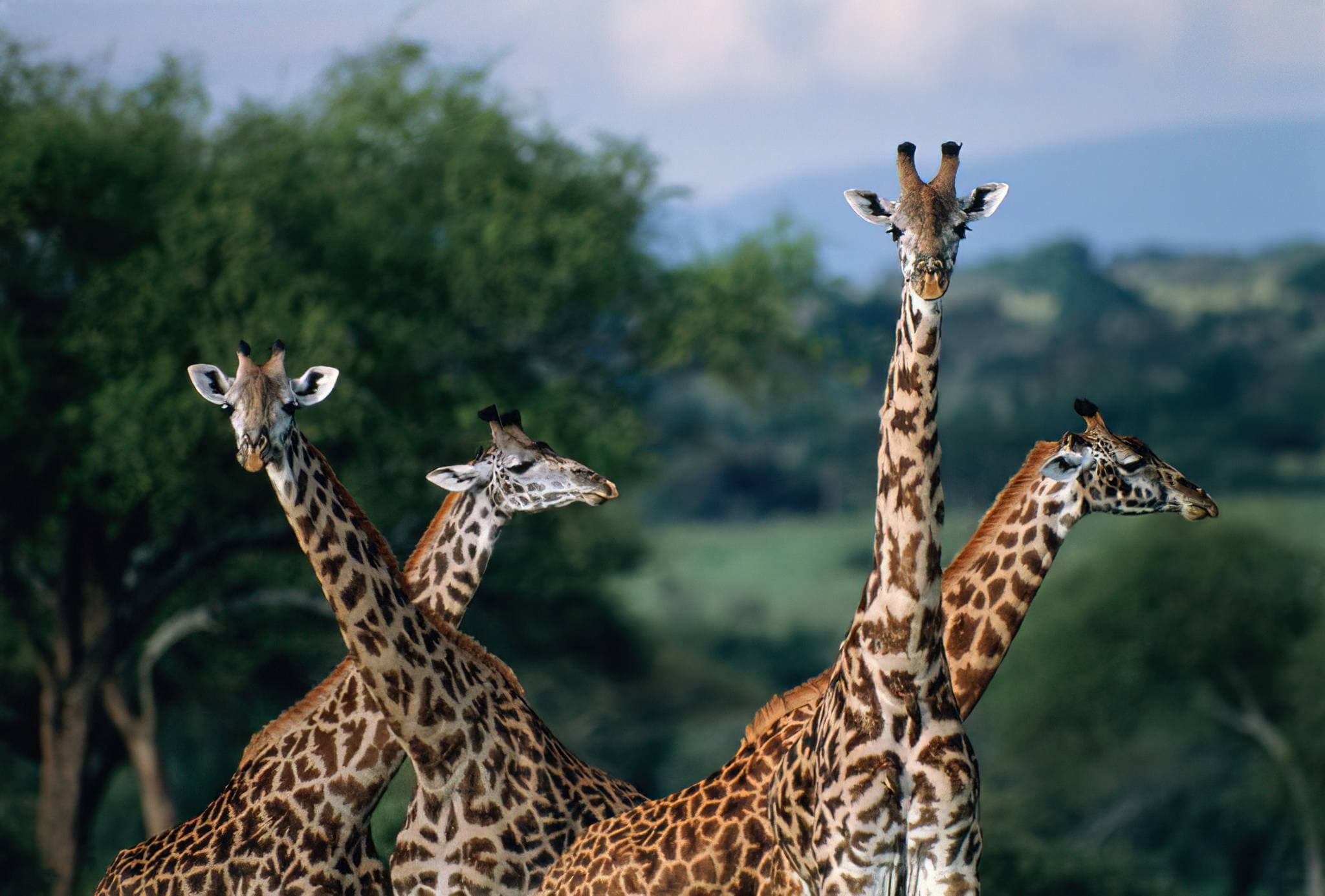 Giraffe in Saadani National Park