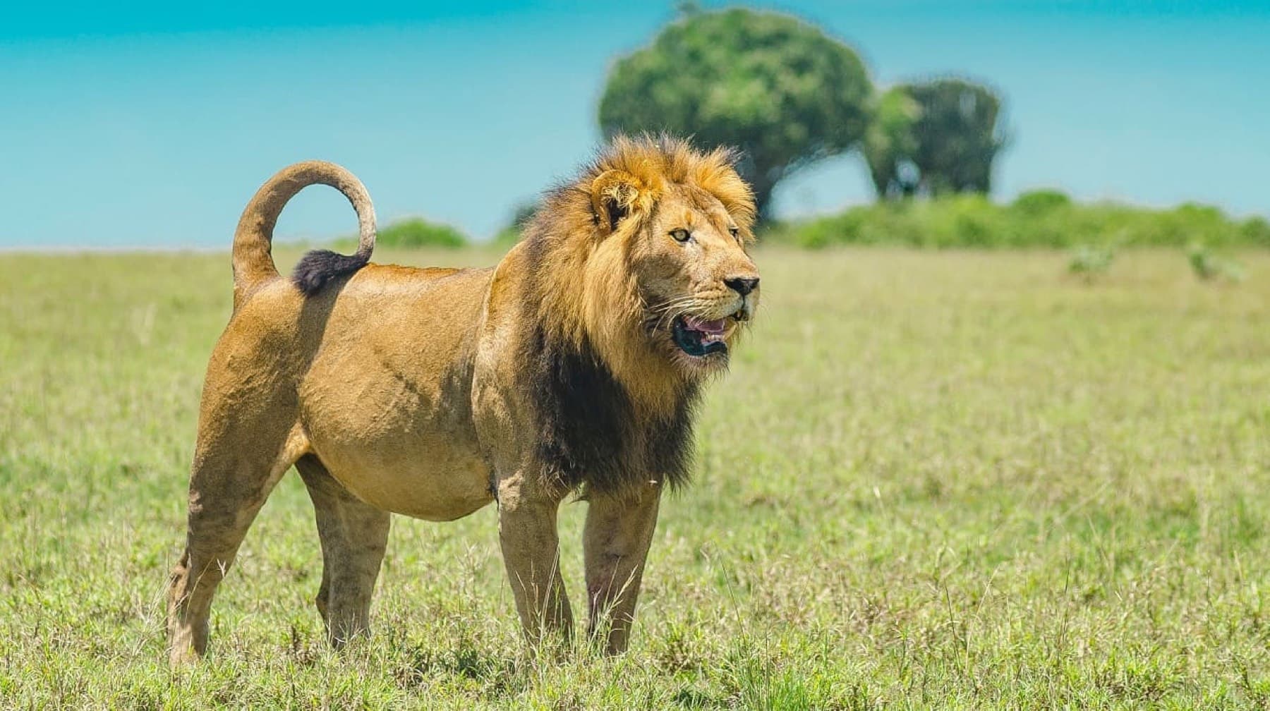 Lions in the Serengeti