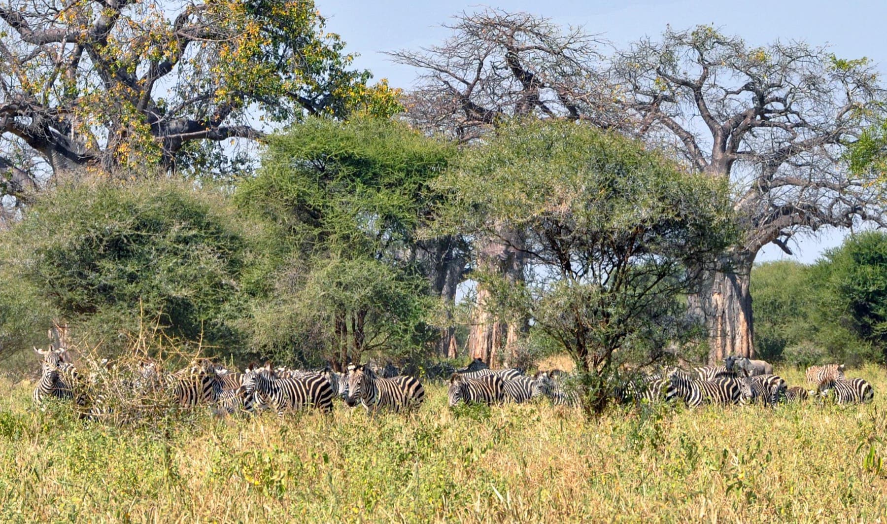 Lion in Tarangire