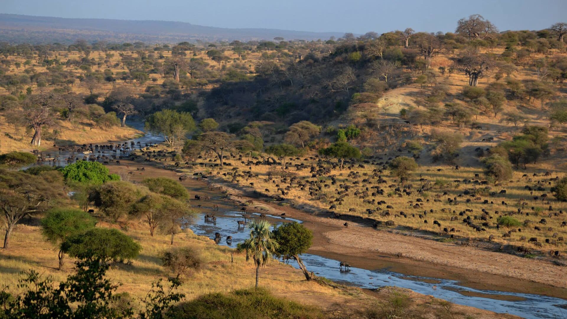 Elephants and baobabs in Tarangire
