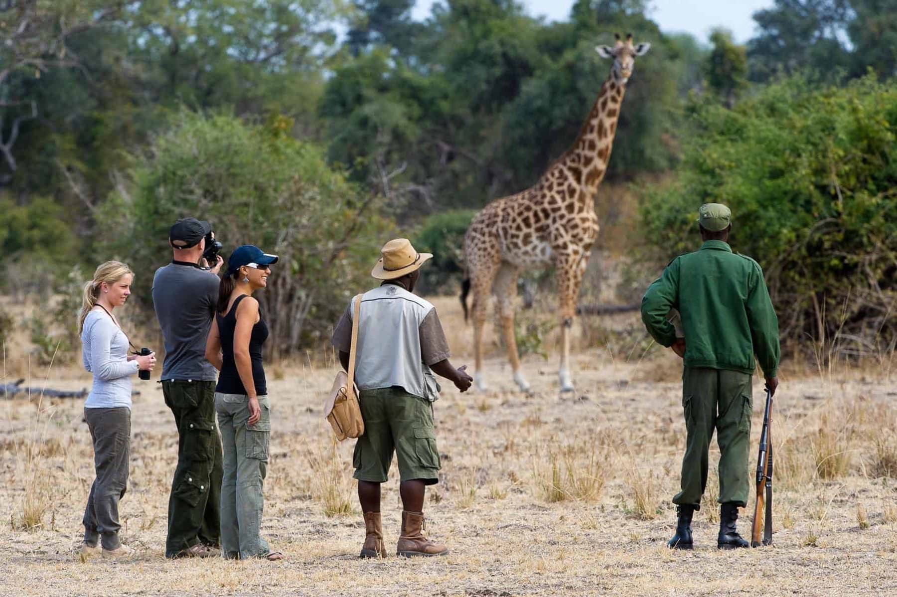 Walking safari with giraffe